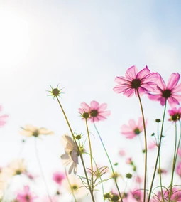 Engedd, hogy orrodnál fogva vezessen a tavasz!